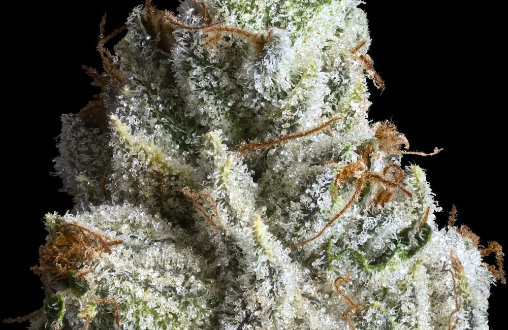 Silver OG  weed strain artisan